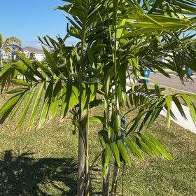Photo of the plant species Christmas Palm by @BonusBorage8 named Maya on Greg, the plant care app