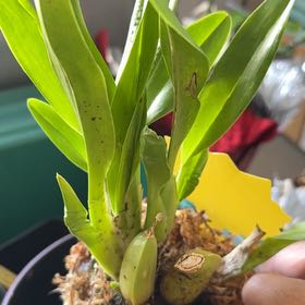 Photo of the plant species Oncidium sharry baby 'Sweet Fragrance' by @BigBlusher63 named Hemingway on Greg, the plant care app