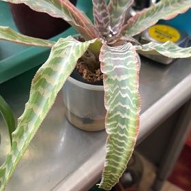 Photo of the plant species Elaine Earth Star by @BigBlusher63 named Bodhi on Greg, the plant care app