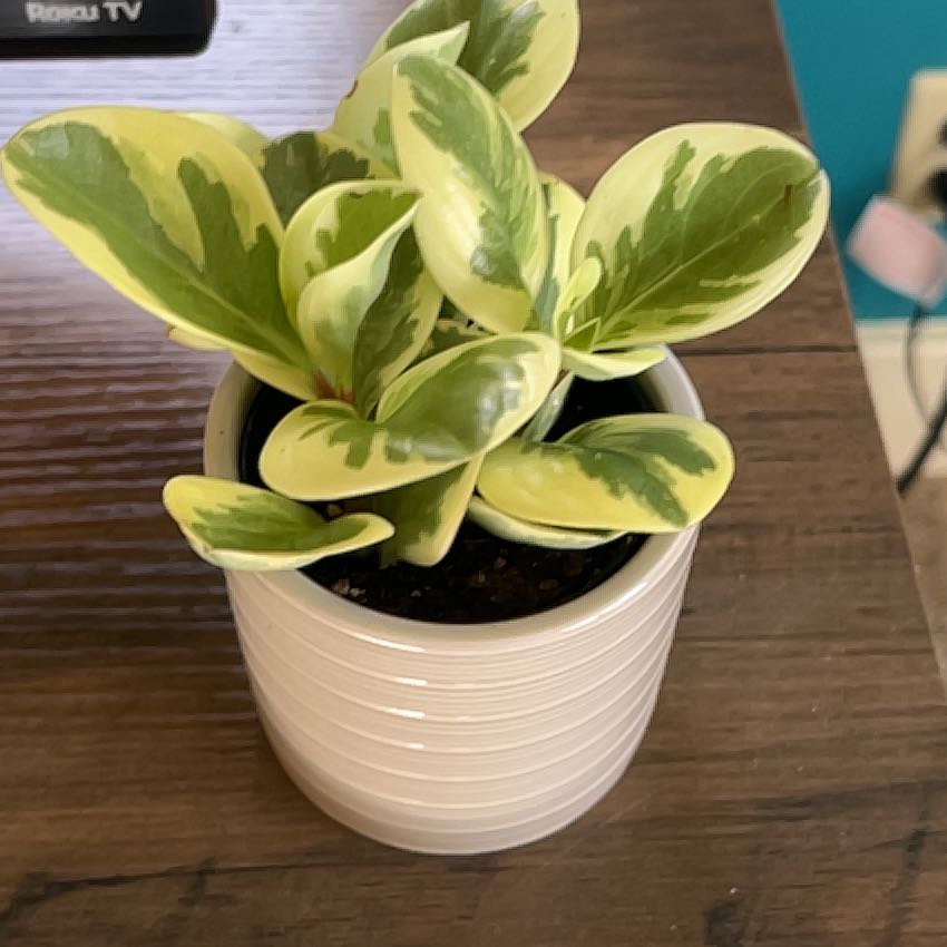 Photo of the plant species Peperomia Citrus Twist by @Martita named Beige on Greg, the plant care app