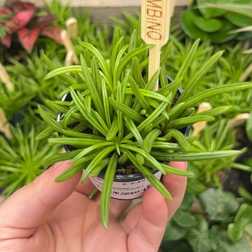 Photo of the plant species Himalaya by @FoxySeaoxeye8 named Mollie on Greg, the plant care app