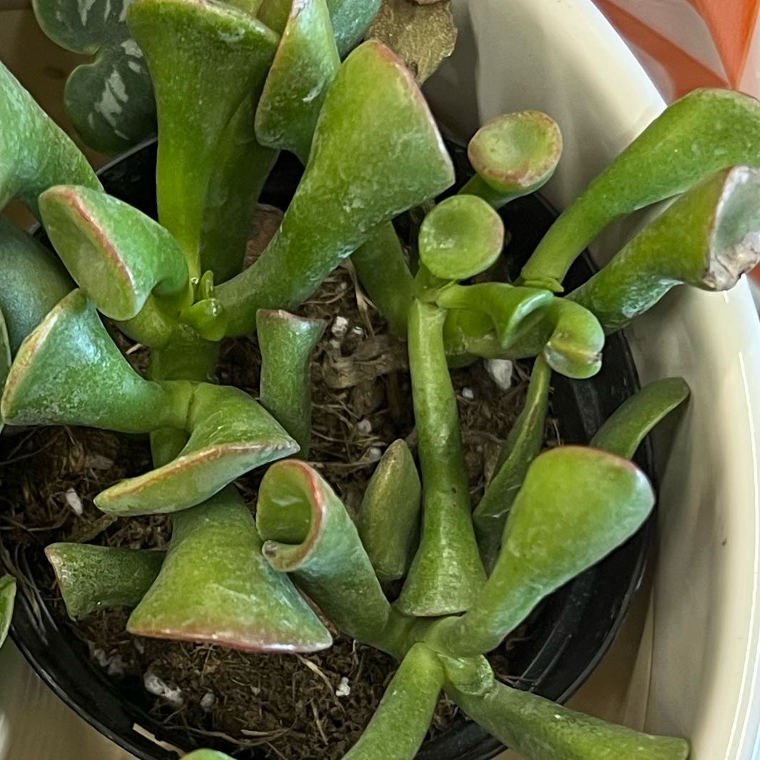 Photo of the plant species Ogre Ears by @VipCaraway70 named Captain Plant-it on Greg, the plant care app