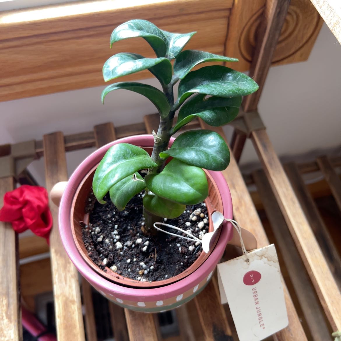 Photo of the plant species Brilla by @VipCaraway70 named Leaf Erickson on Greg, the plant care app