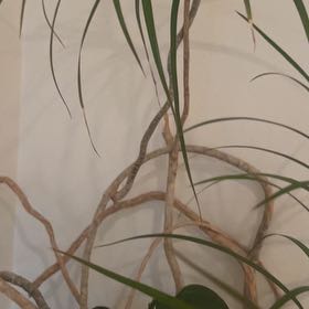 Photo of the plant species Earth Almond by @PatientWeed49 named Einstein on Greg, the plant care app