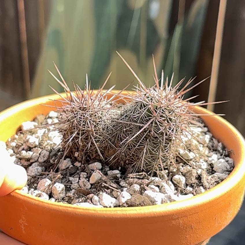 Photo of the plant species Assorted Rebutia by @WholeFilbert14 named Orwell on Greg, the plant care app