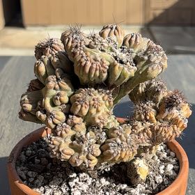 Photo of the plant species Ming Thing Cactus by @WholeFilbert14 named James Dean on Greg, the plant care app