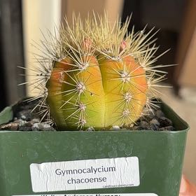 Photo of the plant species Chaco Gymnocalycium by @WholeFilbert14 named Naomi on Greg, the plant care app