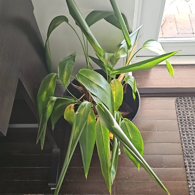 Photo of the plant species Scarlet Spiral-Ginger by @JustifiedLime71 named Ulysses S Plant on Greg, the plant care app