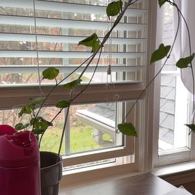 Photo of the plant species Wild Sweet Potato by @PetEmerald40 named Hemingway on Greg, the plant care app
