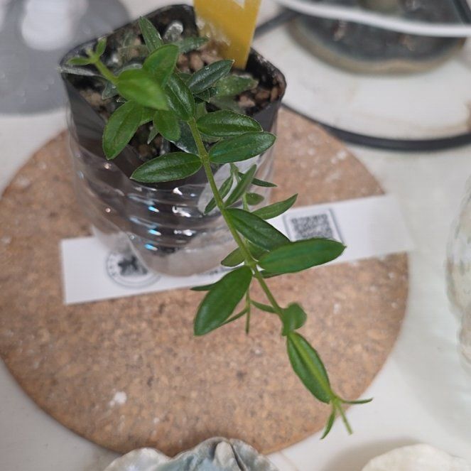 Photo of the plant species Waxflower by @KeyBonsai65 named Sir Plancelot on Greg, the plant care app