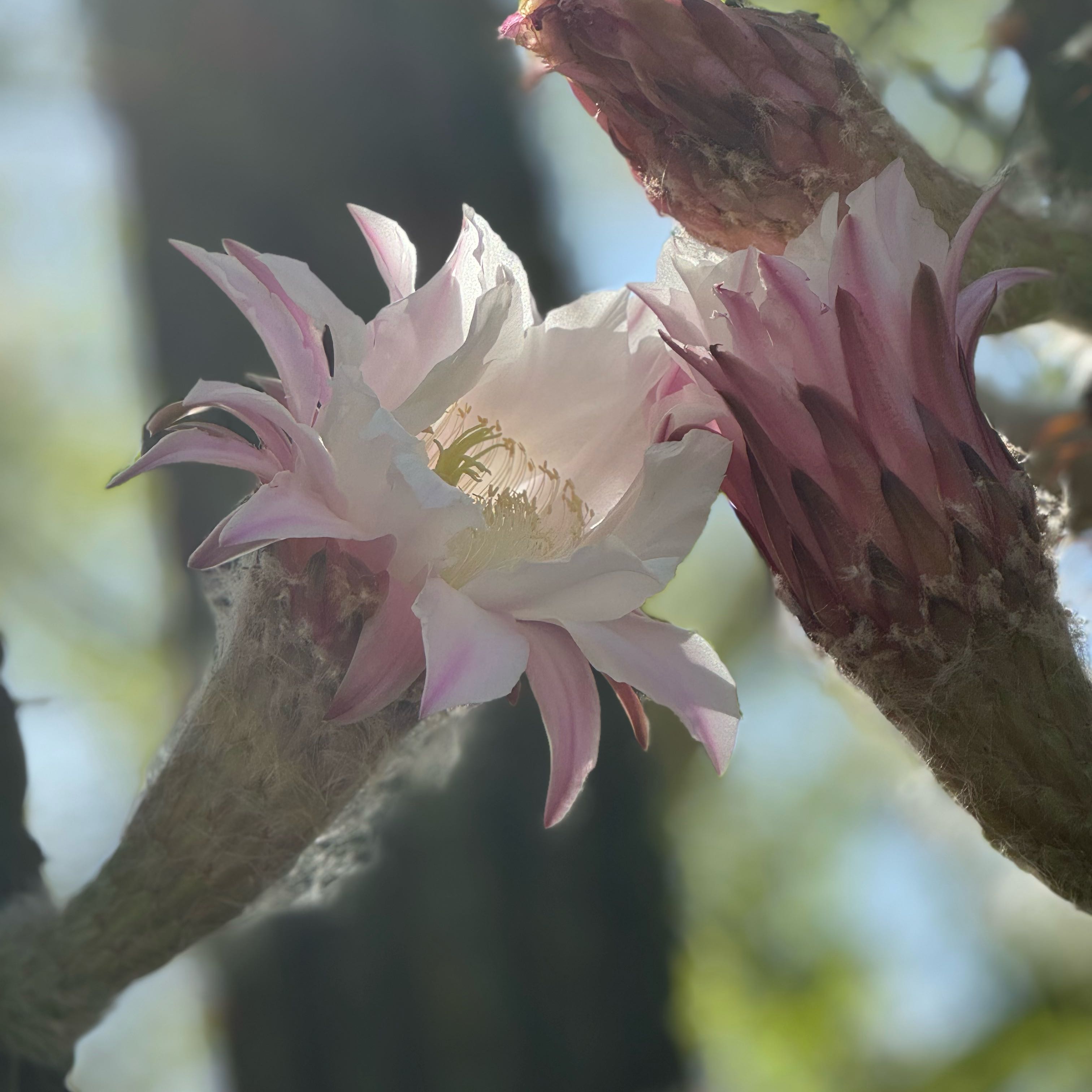 Photo of the plant species Arizona Queen-of-the-Night by @IconCarrot53 named Wall-E on Greg, the plant care app