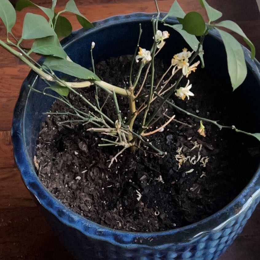 Photo of the plant species Dwarf Lemon Tree by @UpbeatLithop96 named Leonardo on Greg, the plant care app