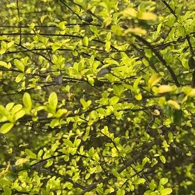 Photo of the plant species Japanese Barberry by @QuietOrchids64 named Terra on Greg, the plant care app