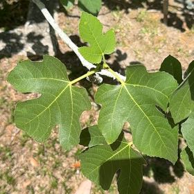 Photo of the plant species Brown Turkey Fig by @QuietOrchids64 named Kendall on Greg, the plant care app
