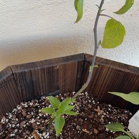 Photo of the plant species Tepin Pepper by @DeanDeathcap13 named McKinley on Greg, the plant care app