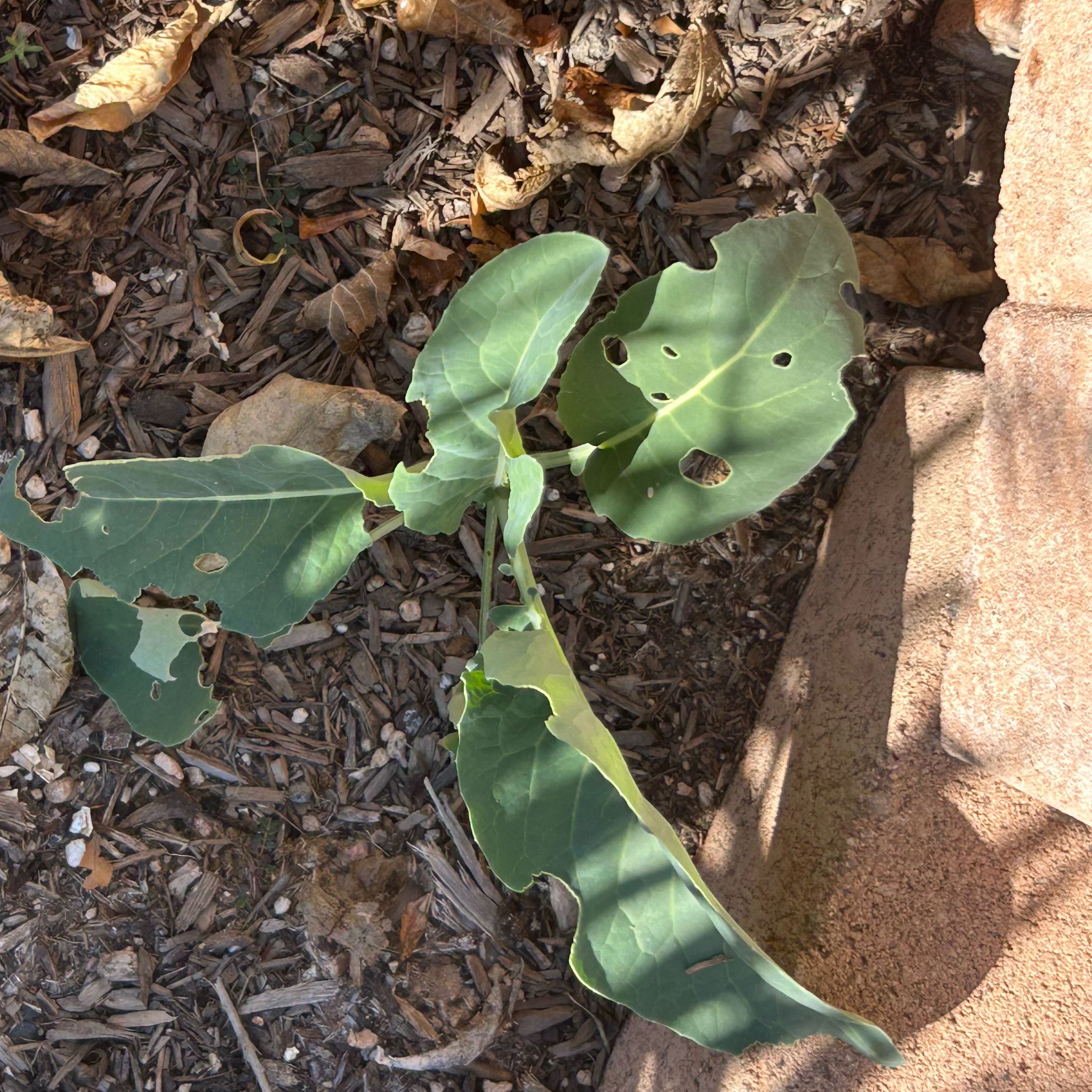Photo of the plant species Cauliflower by @EstheticAlbo13 named Bodhi on Greg, the plant care app