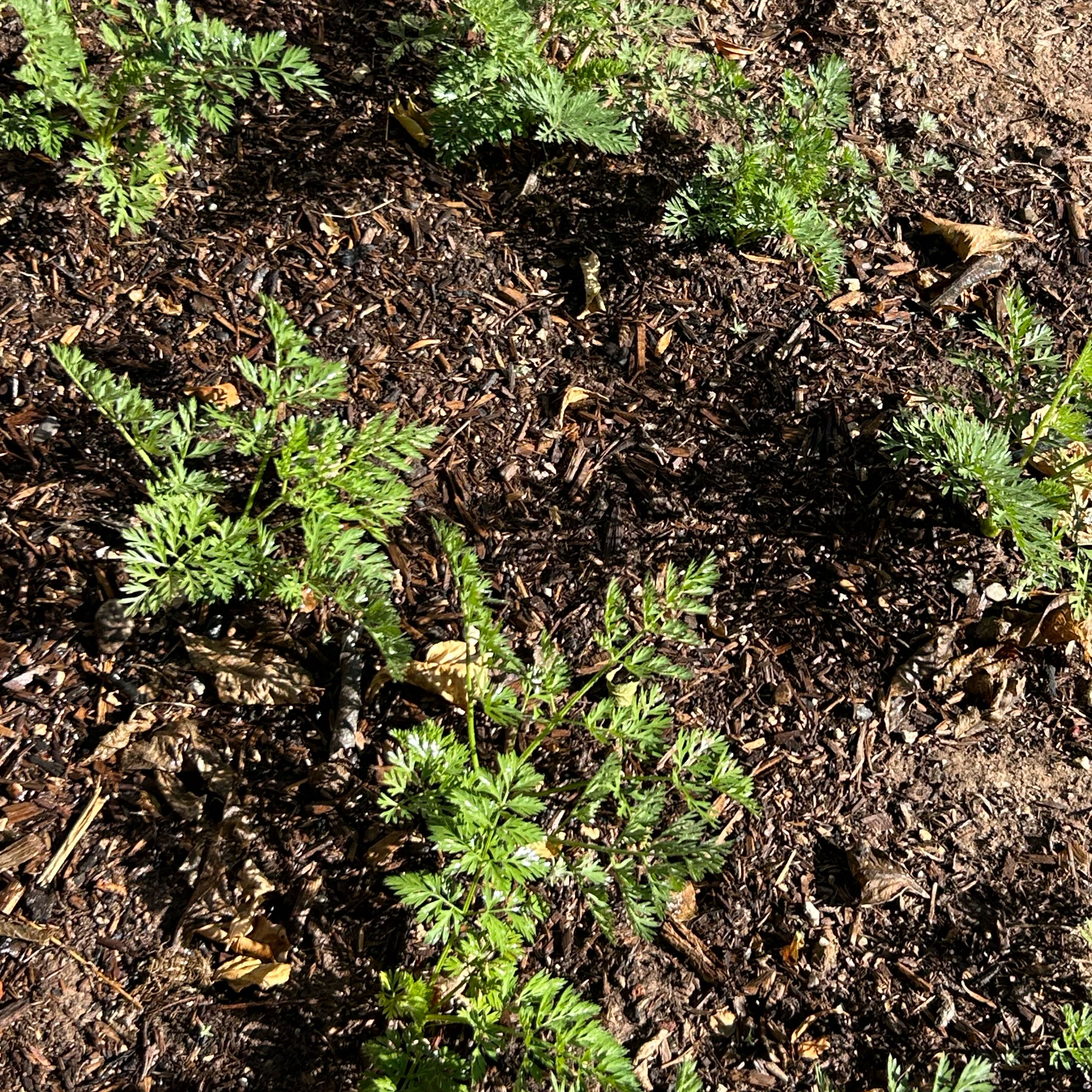 Photo of the plant species Carrot 'Mf' by @EstheticAlbo13 named carrot on Greg, the plant care app