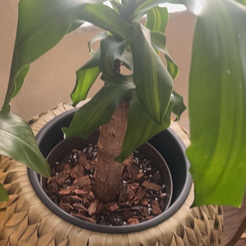 Photo of the plant species Giant Reed by @TraveledAlula named Foxxy on Greg, the plant care app