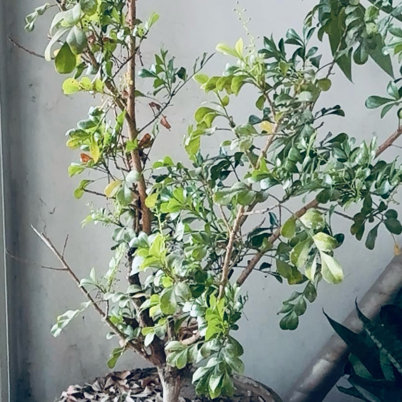 Photo of the plant species Orchid by @KookyCat51 named tall mellen on Greg, the plant care app