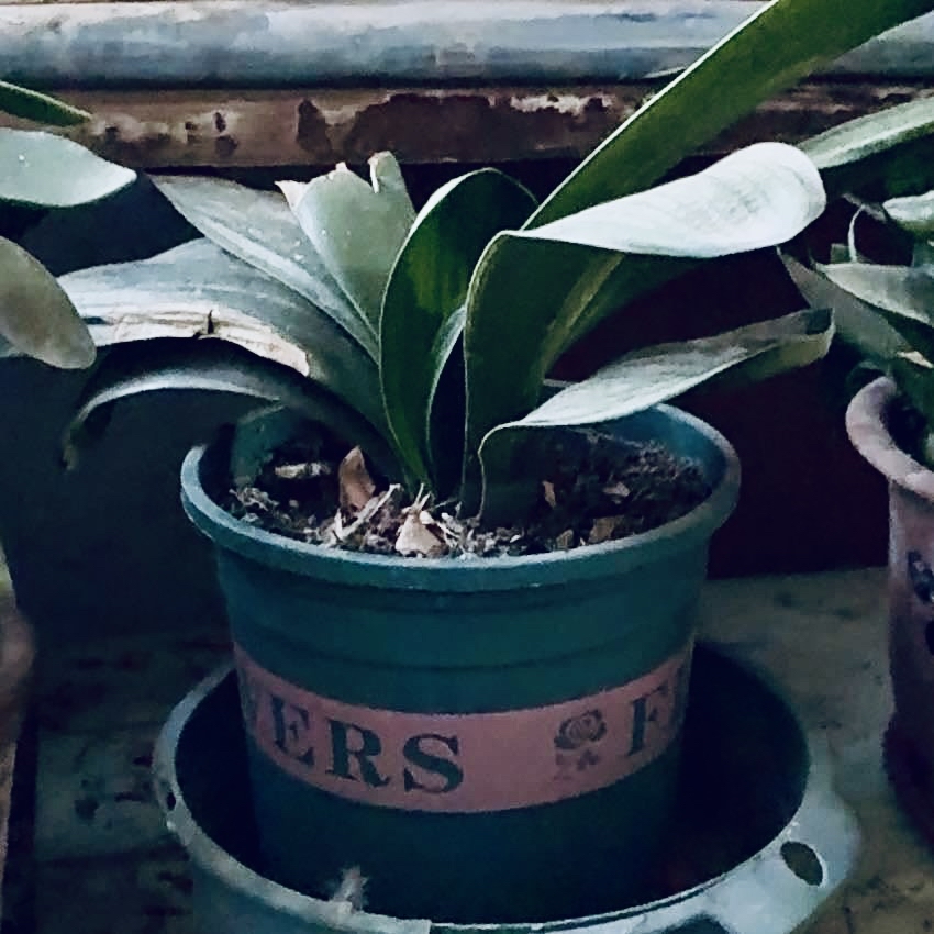 Photo of the plant species Orchid by @KookyCat51 named drovian on Greg, the plant care app