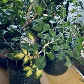 Photo of the plant species Common Gardenia by @KookyCat51 named zenniz on Greg, the plant care app