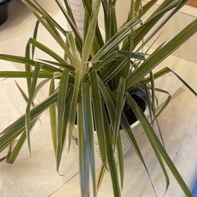 Photo of the plant species Kiwi Dracaena by @SpotlessNeem29 named Shane on Greg, the plant care app