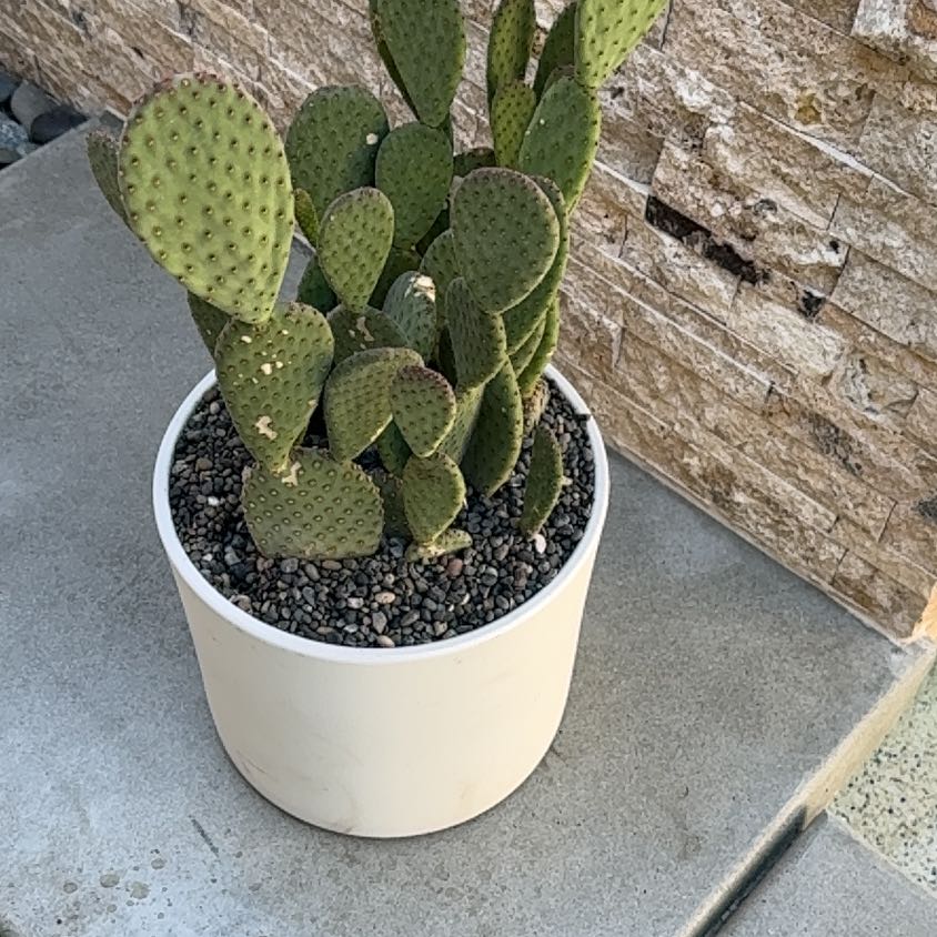 Photo of the plant species Blind Prickly Pear by @MarvelWeed88 named Navajo on Greg, the plant care app