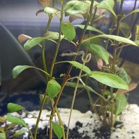 Photo of the plant species Red Ludwigia by @SultryBaybean64 named Clooney on Greg, the plant care app
