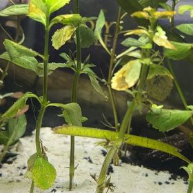 Photo of the plant species Water Wisteria by @SultryBaybean64 named Drake on Greg, the plant care app