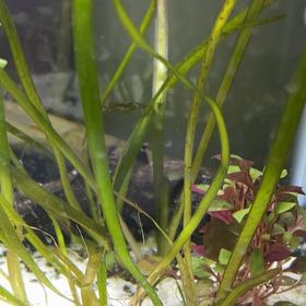 Photo of the plant species Jungle Val by @SultryBaybean64 named Delilah on Greg, the plant care app