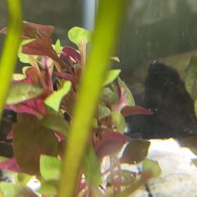 Photo of the plant species Red Temple Plant by @SultryBaybean64 named Homer on Greg, the plant care app