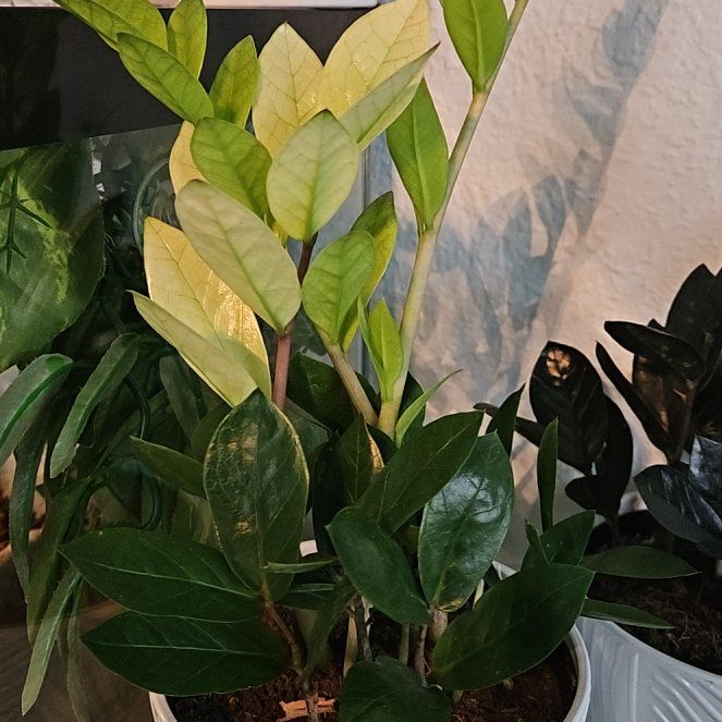 Photo of the plant species Chameleon ZZ Plant by @LuxuryBogbean92 named Kesha on Greg, the plant care app