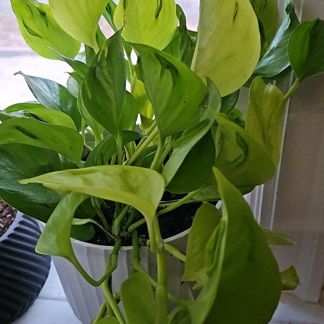 Photo of the plant species Champs Elysees pothos by @LuxuryBogbean92 named Zeus on Greg, the plant care app
