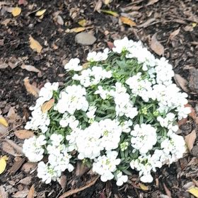 Photo of the plant species Evergreen Candytuft by @ProAloepepe6 named Beckham on Greg, the plant care app