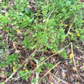 Photo of the plant species Box-Leaved Holly by @ProAloepepe6 named Navajo on Greg, the plant care app