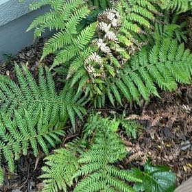 Photo of the plant species Australian Tree-Fern by @ProAloepepe6 named Zion on Greg, the plant care app