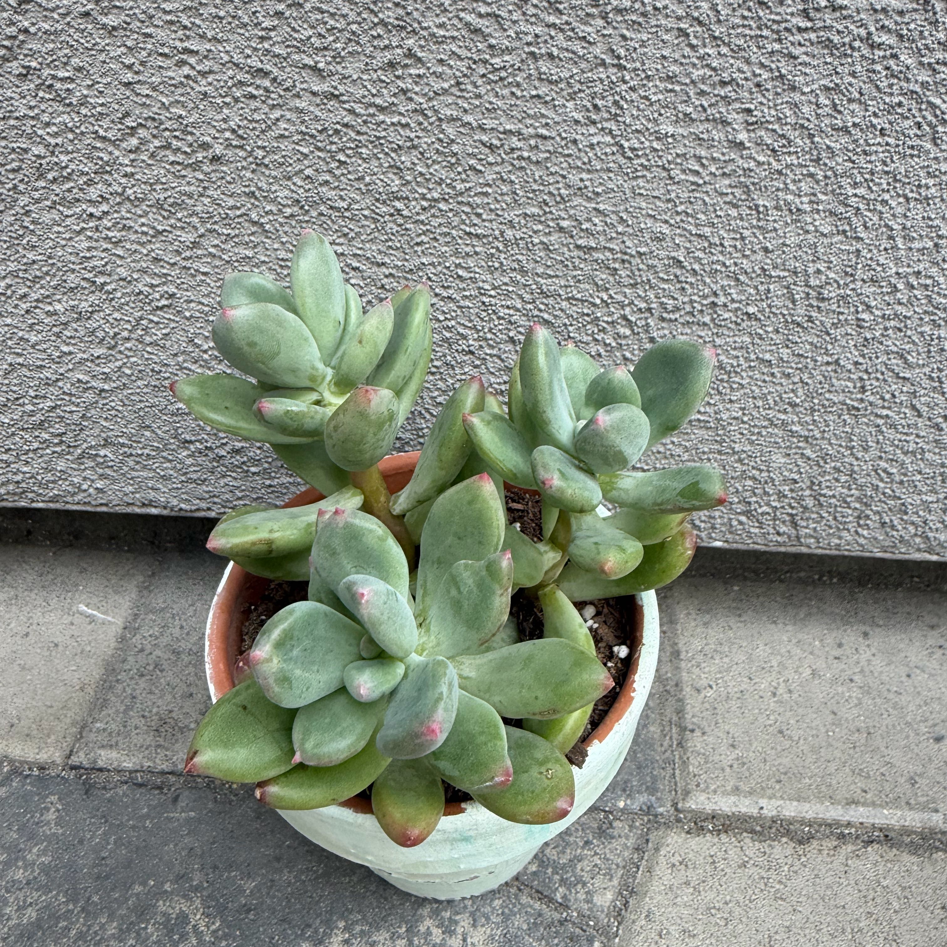 Photo of the plant species Pachyveria 'Royal Flush' by @PioneerCorn80 named Shakira on Greg, the plant care app