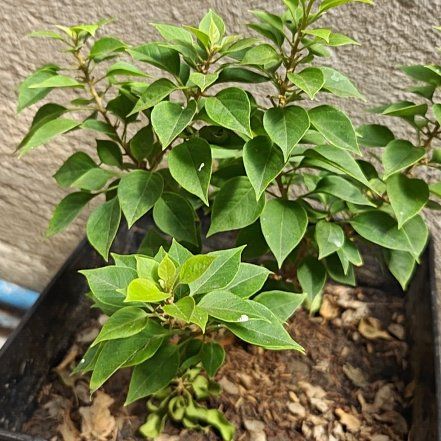 Photo of the plant species Torch Glow Bougainvilla by @DeftBasil5 named Bogy on Greg, the plant care app