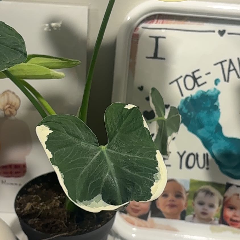 Photo of the plant species Mickey Mouse by @KeyPotato54 named Elina on Greg, the plant care app