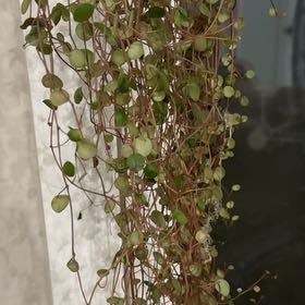 Photo of the plant species Peperomia 'Pepperspot' by @RadMastic69 named Surya on Greg, the plant care app