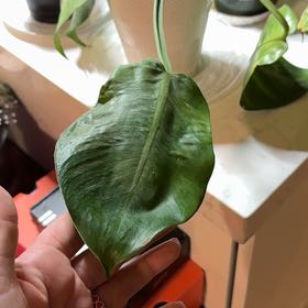 Photo of the plant species Philodendron Black Cardinal x Florida Beauty by @RadMastic69 named Remington on Greg, the plant care app
