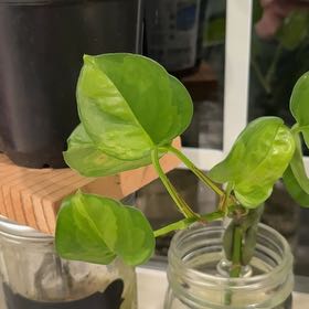 Photo of the plant species Thai Pothos by @RadMastic69 named Nemo on Greg, the plant care app