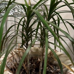 Photo of the plant species Red-Edged Dracaena by @RadMastic69 named Kendall on Greg, the plant care app