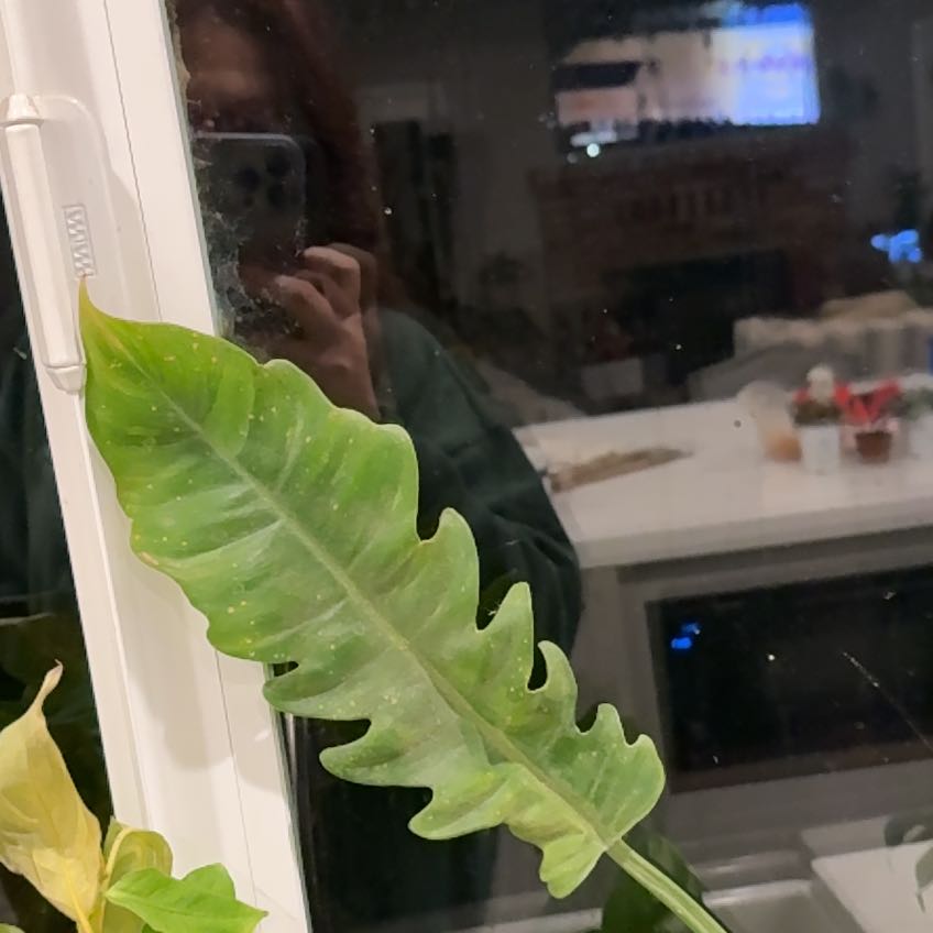 Photo of the plant species Bird's Nest Fern by @RadMastic69 named Taylor Swift on Greg, the plant care app