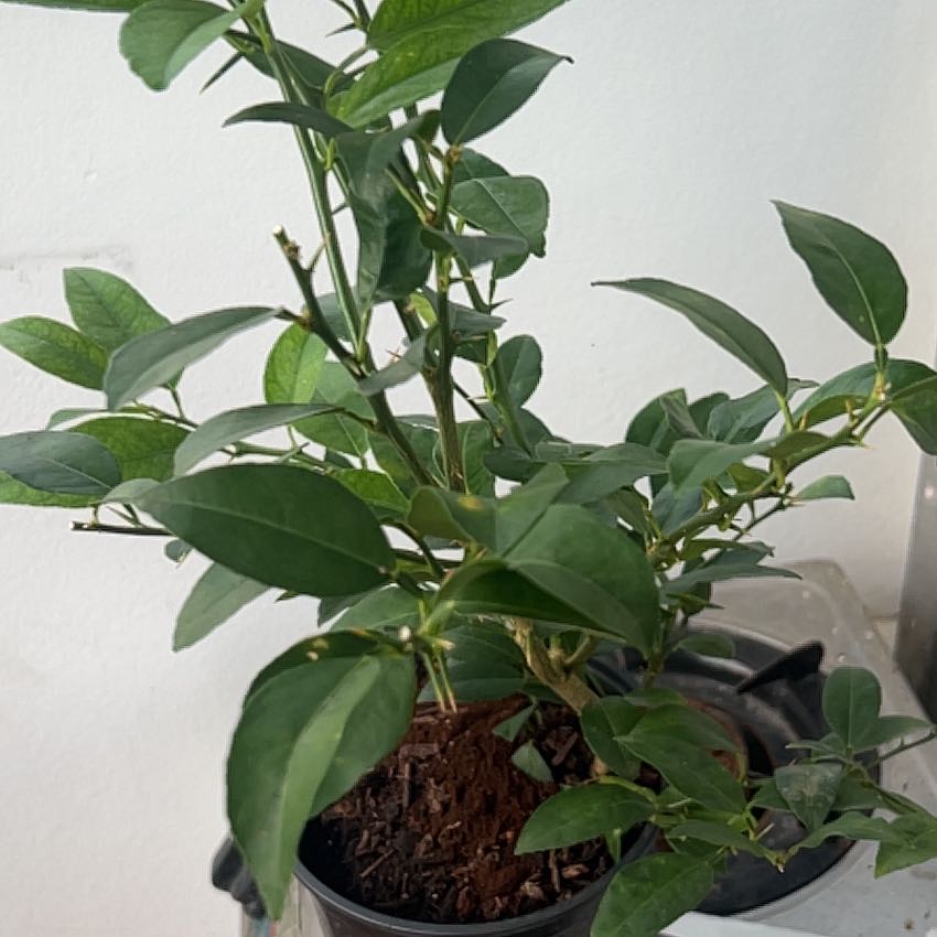 Photo of the plant species lemon tree by @ExcellentNeem3 named Lima on Greg, the plant care app