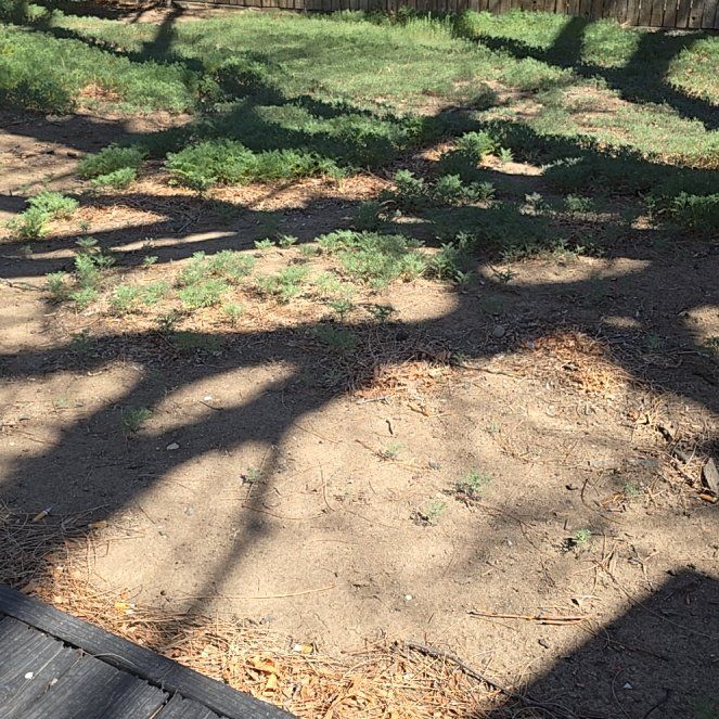 Photo of the plant species Puncturevine by @SelectRedvein18 named Baesil on Greg, the plant care app