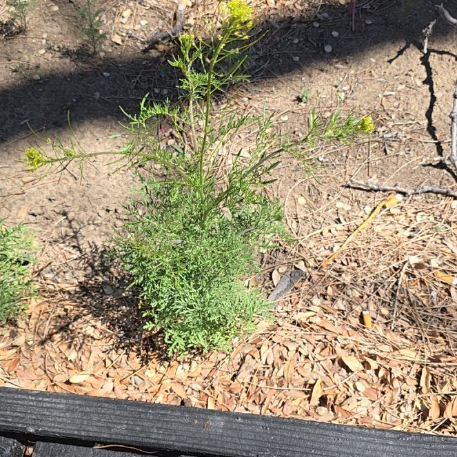 Photo of the plant species Herb Sophia by @SelectRedvein18 named McKinley on Greg, the plant care app