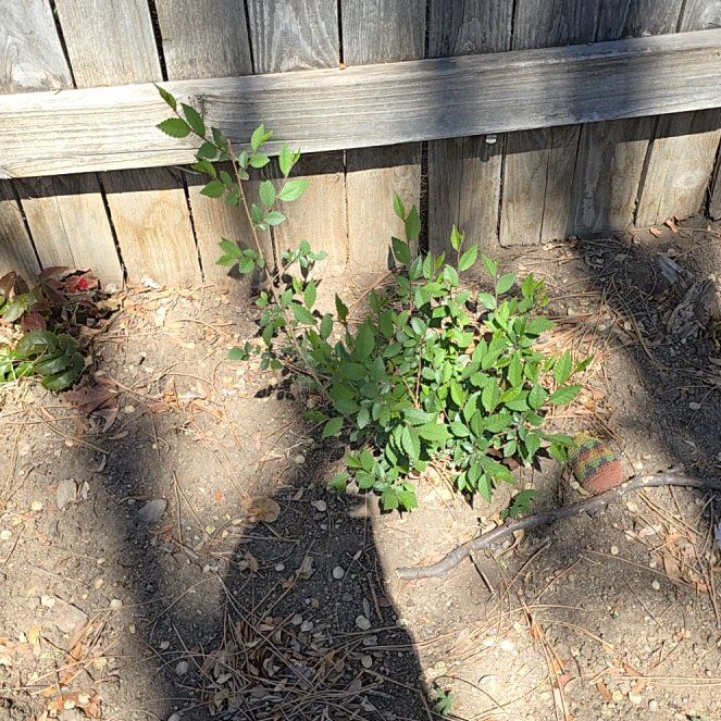 Photo of the plant species Indian Hemp by @SelectRedvein18 named Austen on Greg, the plant care app