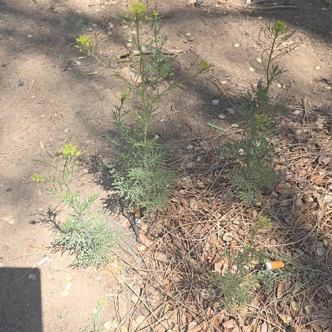 Photo of the plant species Herb Sophia by @SelectRedvein18 named Rainier on Greg, the plant care app