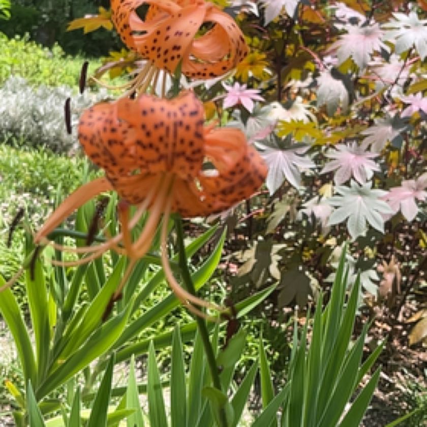 Photo of the plant species Tiger Lily by @FullPotato90 named Ronaldo on Greg, the plant care app